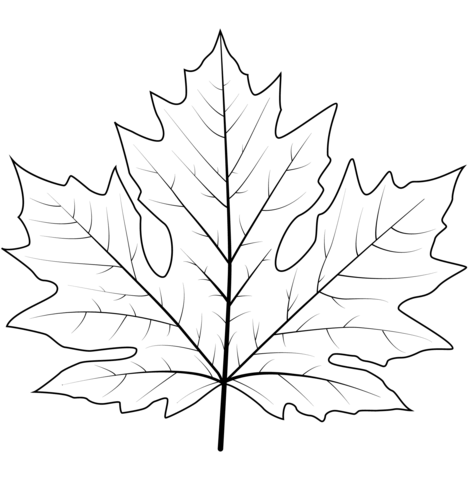 Big Leaf Maple Leaf Coloring Page